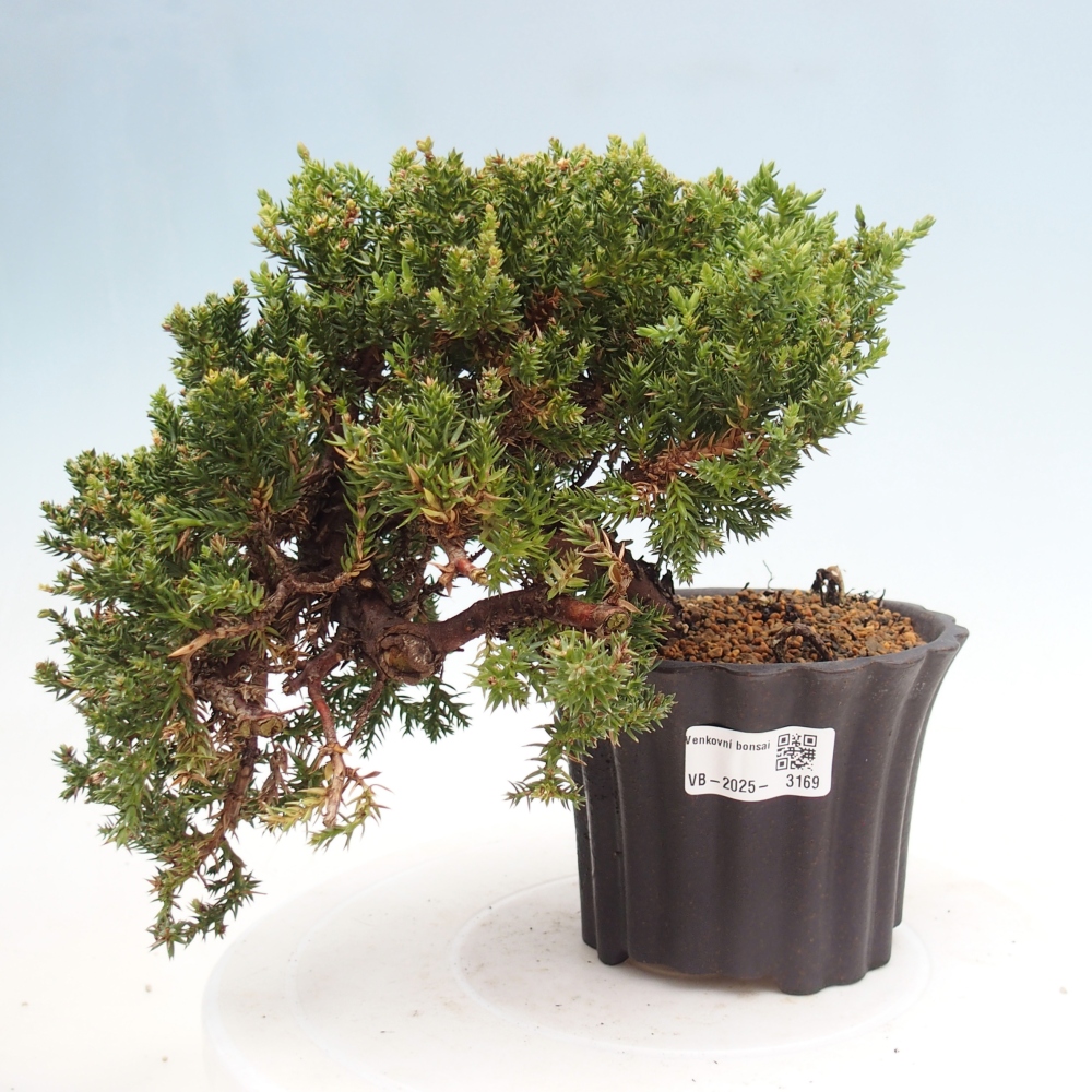 Venkovní bonsai - Juniperus procumbens - Jalovec polehavý