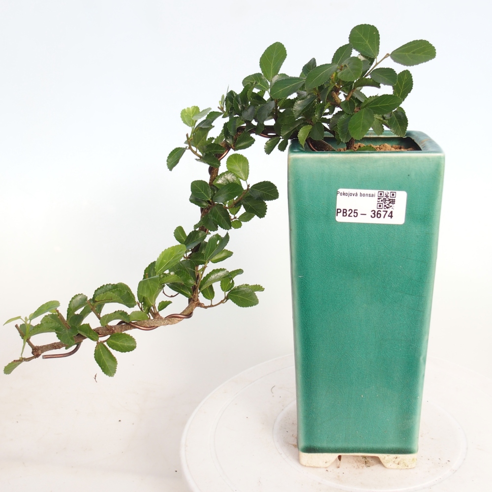 Pokojová bonsai - Grewia occidentalis - Hvězdice levandulová