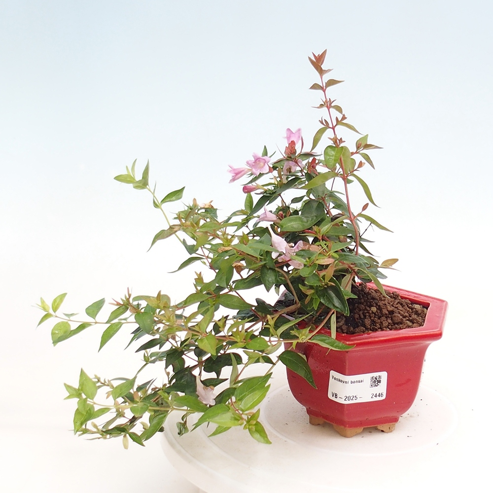Venkovní bonsai - Abelia Grandiflora - Abélie velkokvětá