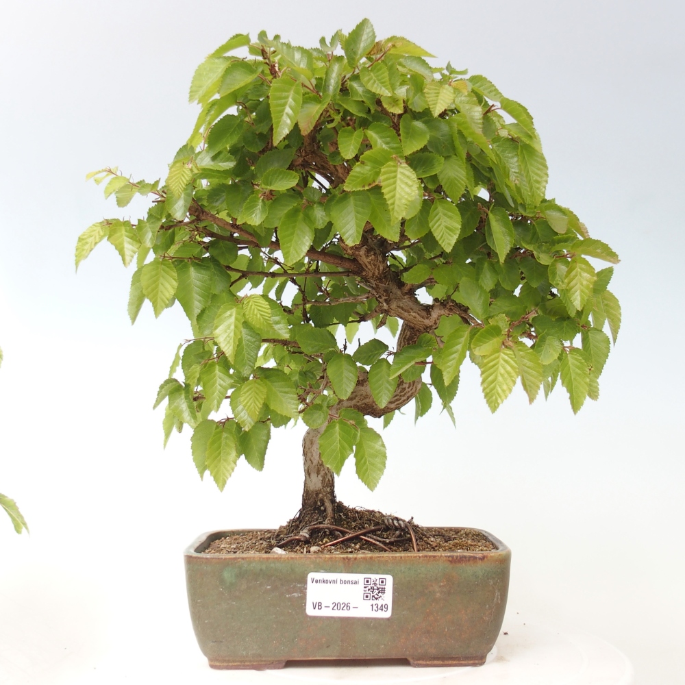 Venkovní bonsai -Carpinus CARPINOIDES - Habr korejský