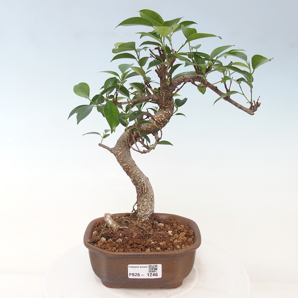 Pokojová bonsai - Ficus retusa -  malolistý fíkus