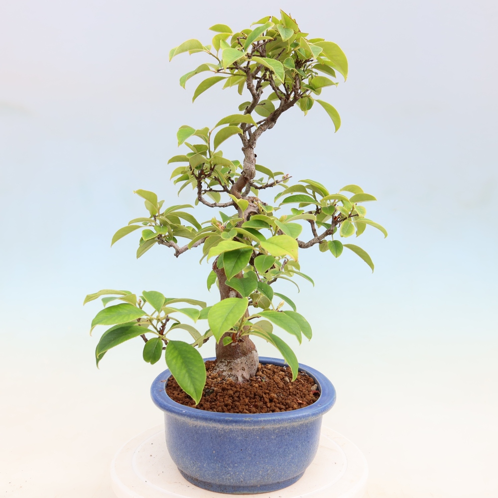 Venkovní  bonsai -  Pseudocydonia sinensis - Kdouloň čínská