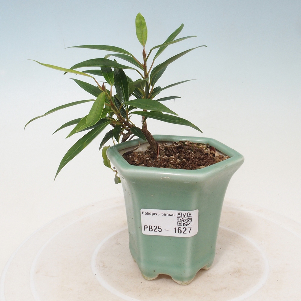 Pokojová bonsai - Ficus nerifolia -  malolistý fíkus