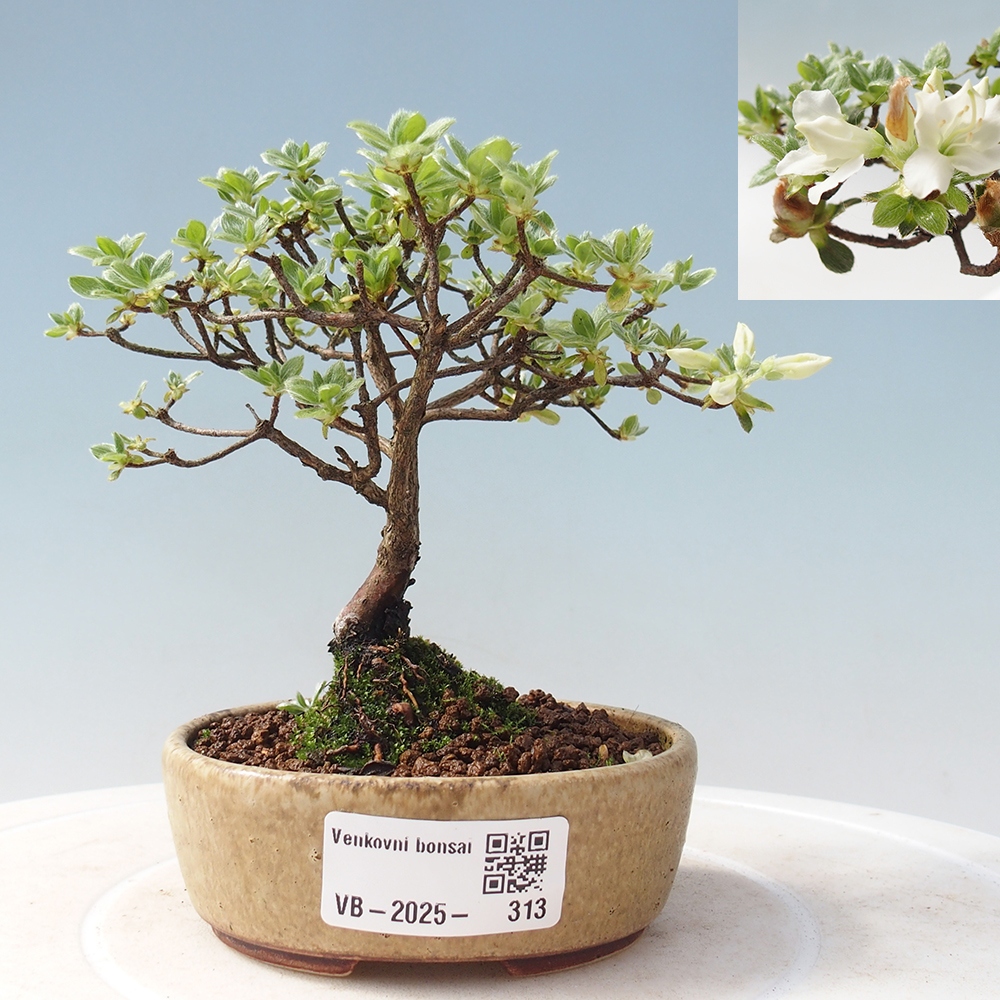 Venkovní bonsai - Rhododendron indicum - Japonská azalka