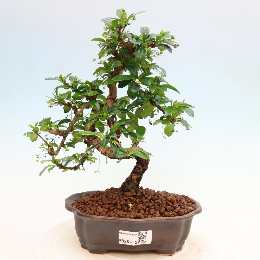 Pokojová bonsai - Carmona macrophylla - Čaj fuki