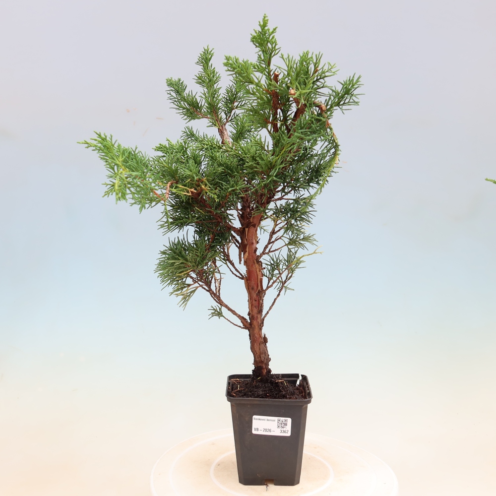 Venkovní bonsai - Juniperus chinensis Kishu -Jalovec čínský