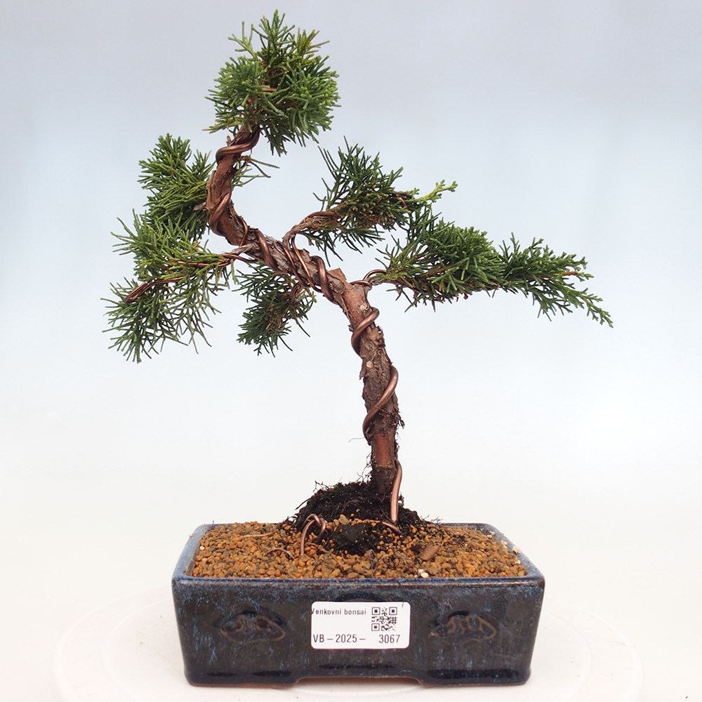 Venkovní bonsai - Juniperus chinensis Kishu -Jalovec čínský