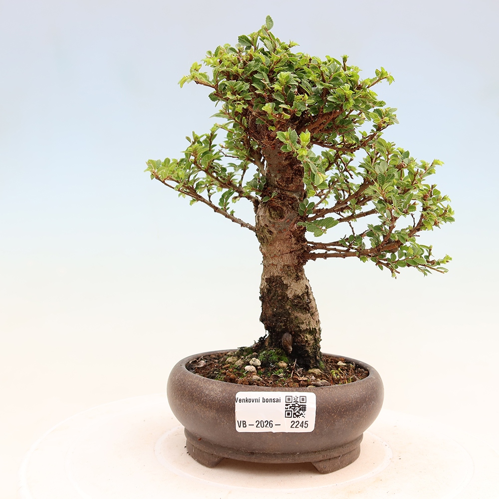 Venkovní bonsai - Ulmus parvifolia Sagei - Malolistý jilm