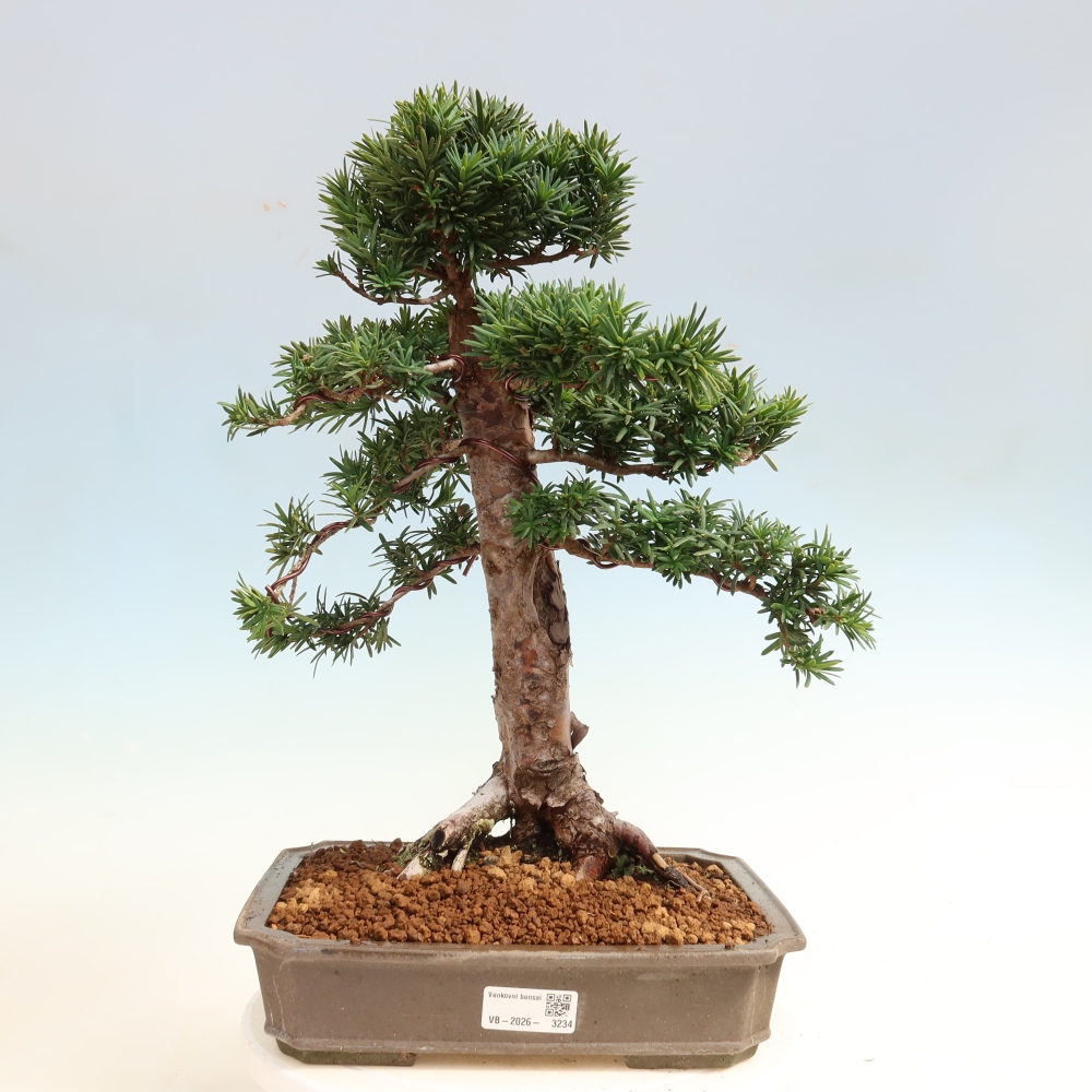 Venkovní bonsai - Taxus cuspidata  - Tis japonský