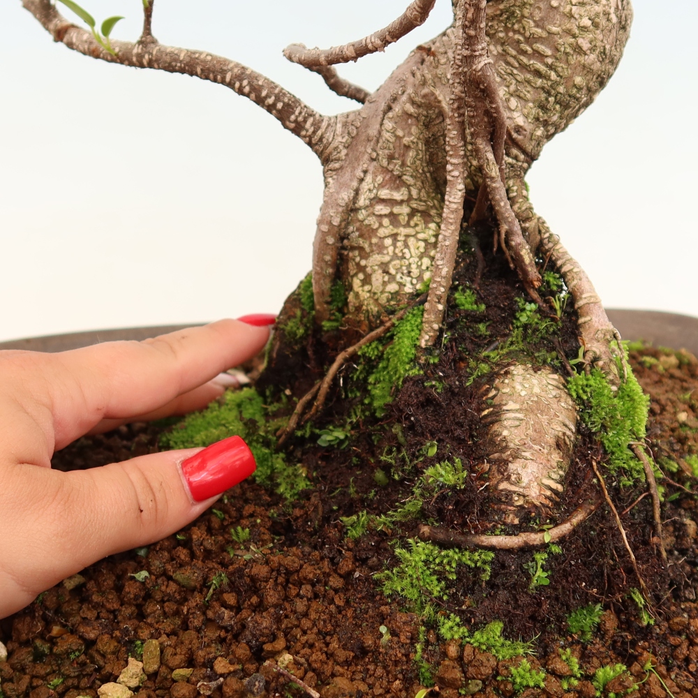 Pokojová bonsai - Ficus kimmen -  malolistý fíkus