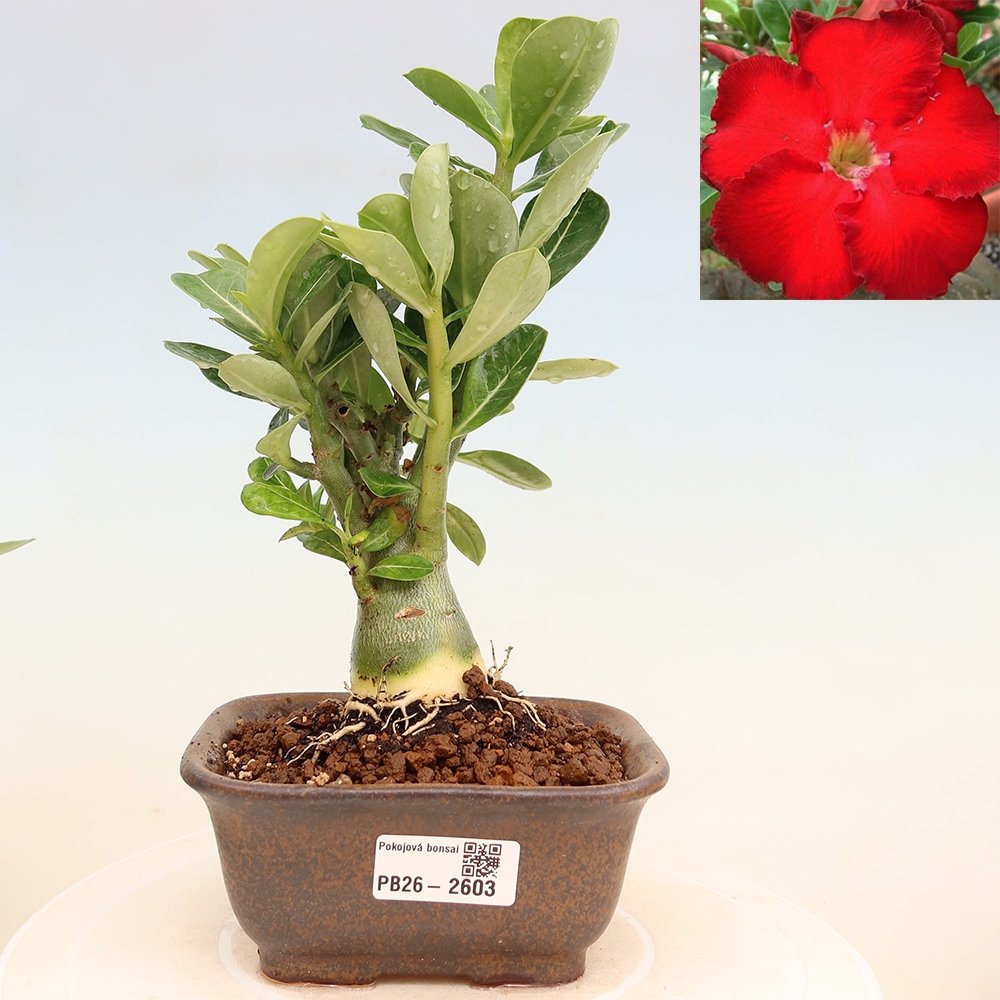 Pokojová bonsai - Adenium obesum Red Star - Pouštní růže
