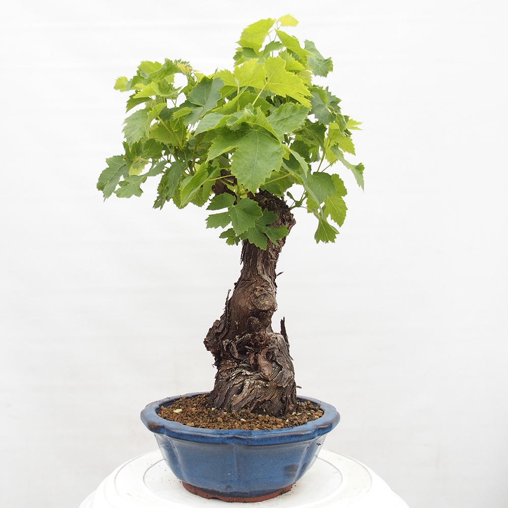 Venkovní bonsai - Vitis vinnifera MUSKAT ITALIA  - Vinná réva