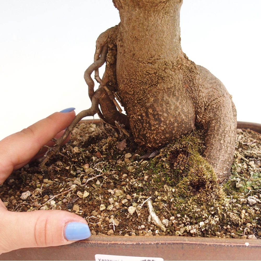Venkovní bonsai - Acer Buergerianum - Javor Burgerův