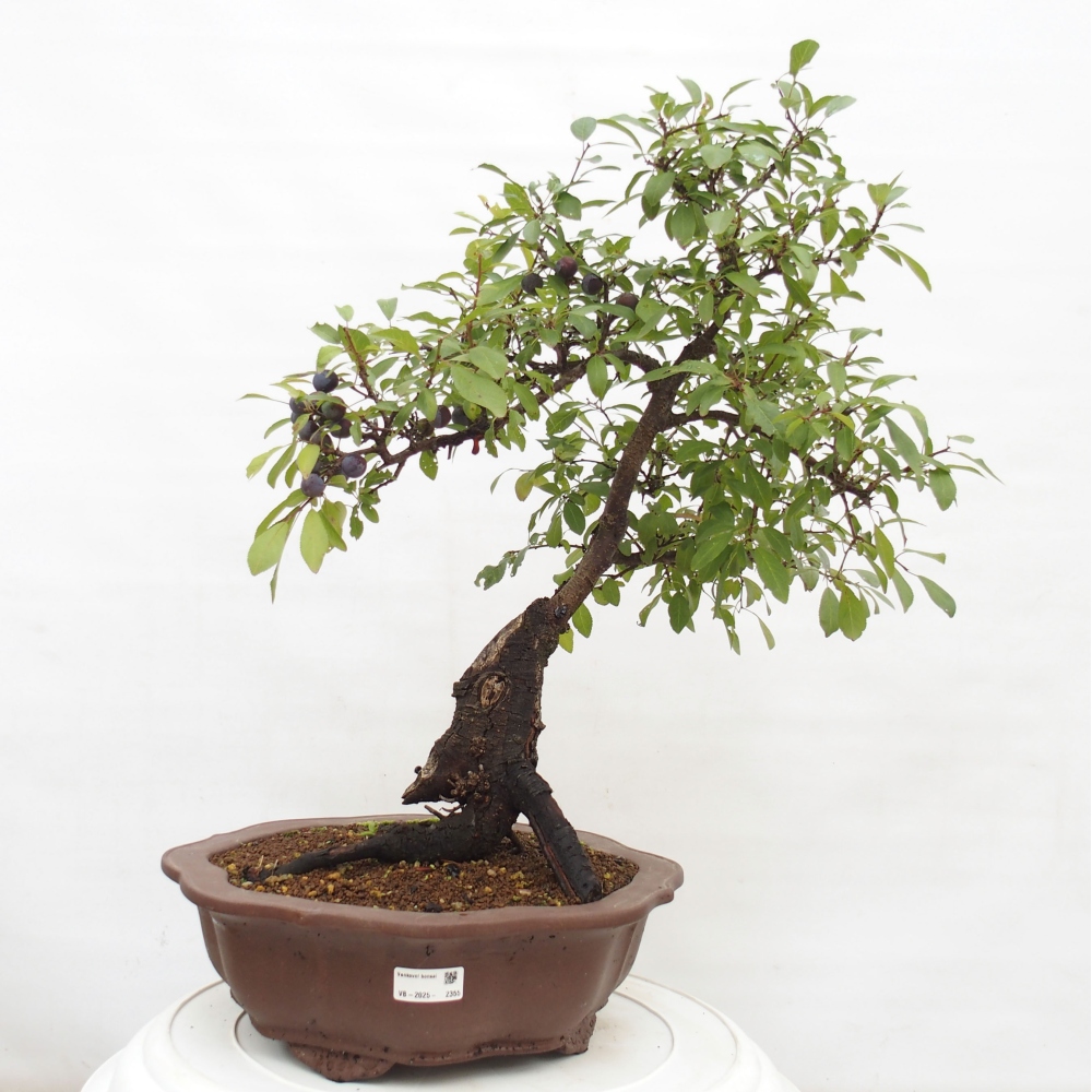Venkovní bonsai - Prunus spinosa - trnka