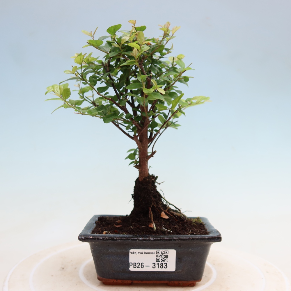 Pokojová bonsai - Sagerécie thea - Sagerécie thea
