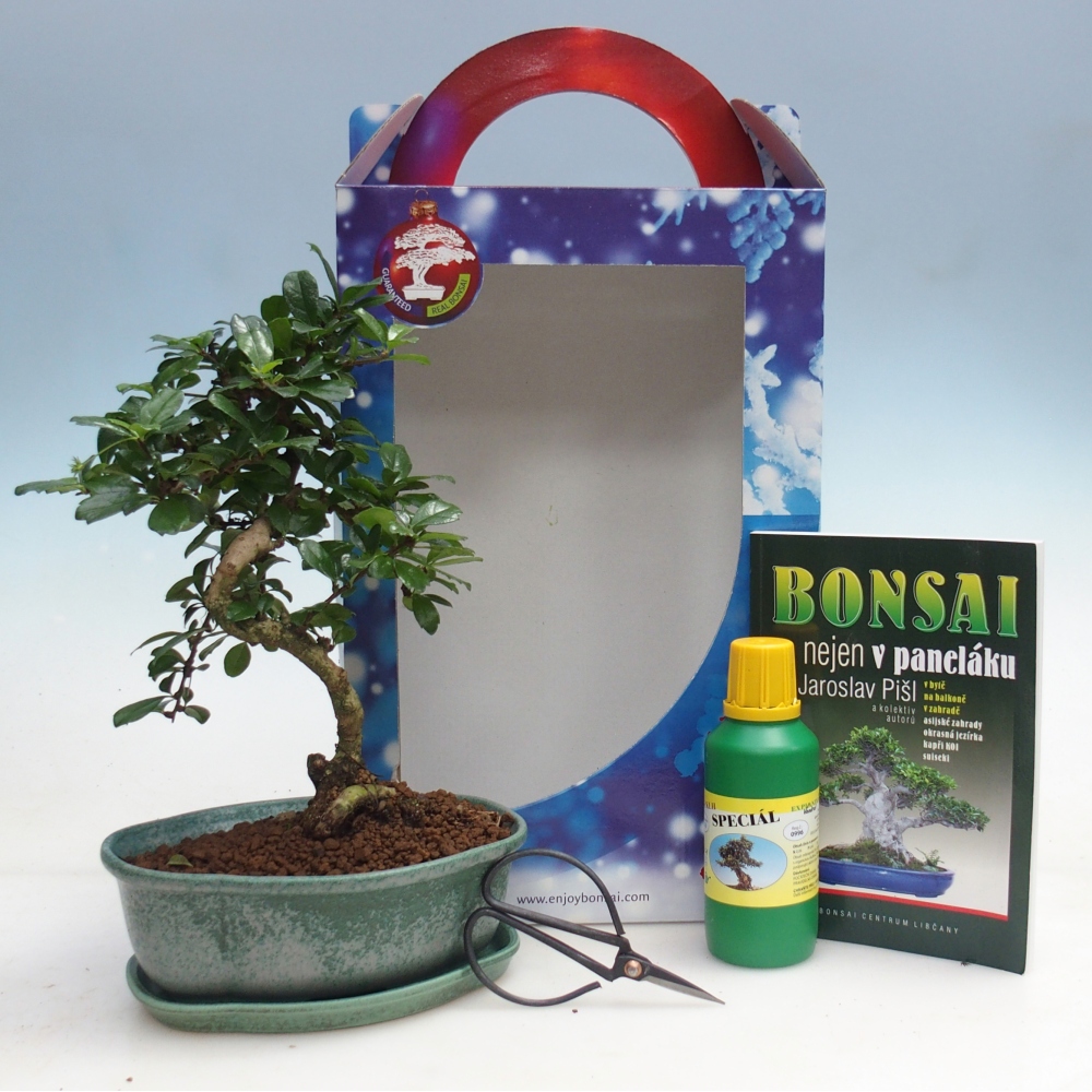 Pokojová bonsai v dárkové krabičce Carmona microphylla - Čaj fuki