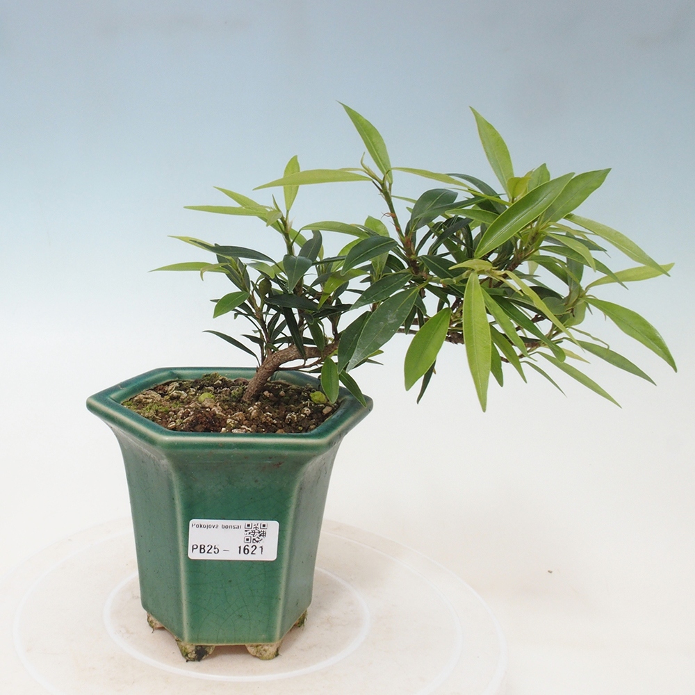 Pokojová bonsai - Ficus nerifolia -  malolistý fíkus