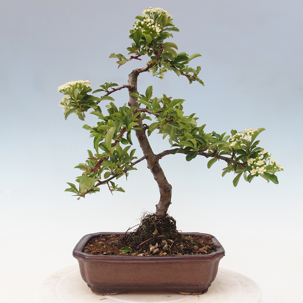 Venkovní bonsai-Pyracanta Teton -Hlohyně