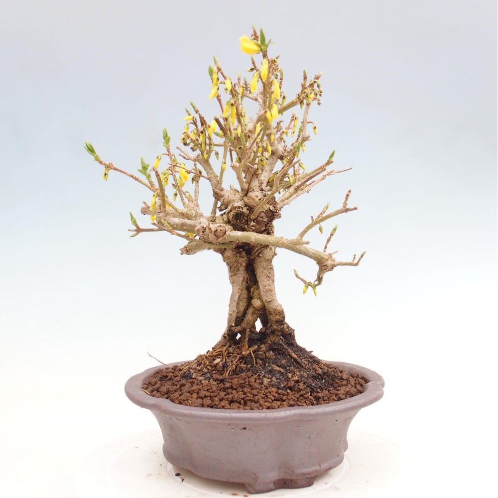 Venkovní bonsai - Zlatice - Forsythia koreana
