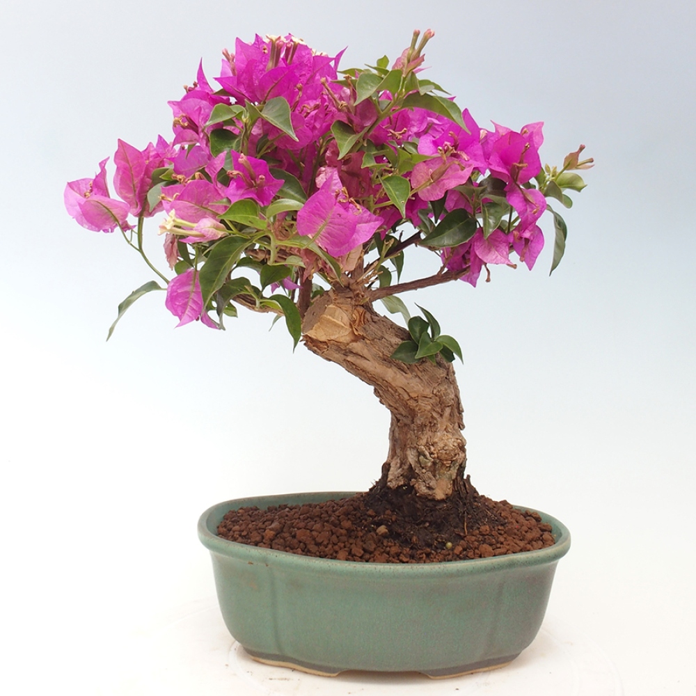 Pokojová bonsai - Bouganwilea