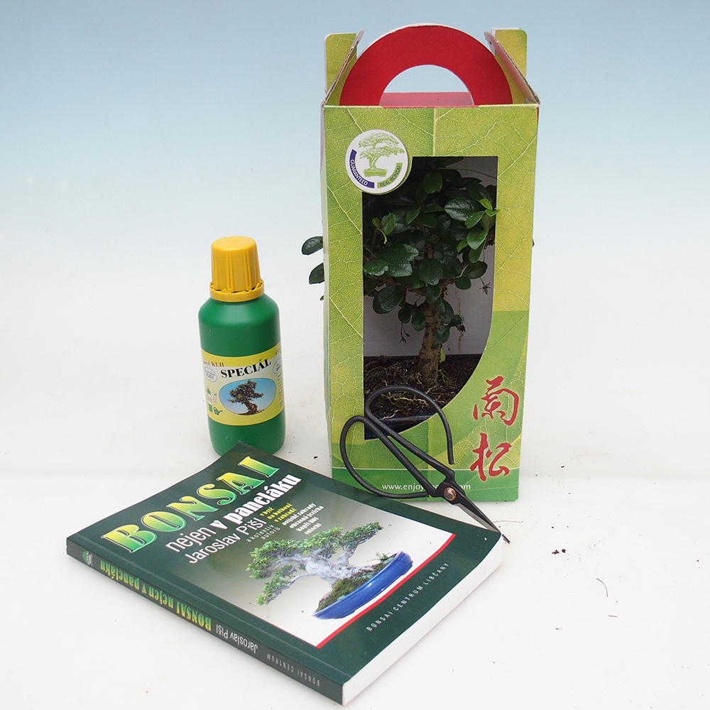 Pokojová bonsai v dárkové krabičce Carmona microphylla - Čaj fuki