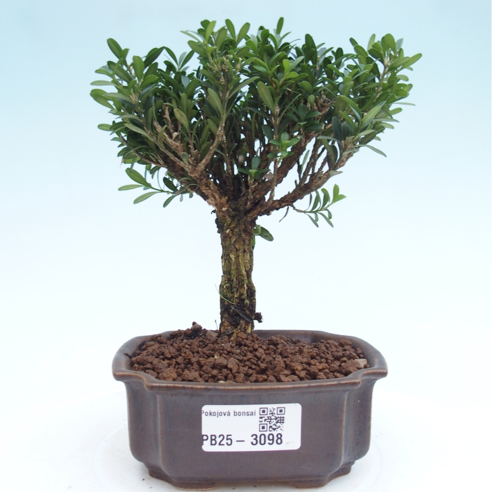 Pokojová bonsai - Buxus harlandii -korkový buxus
