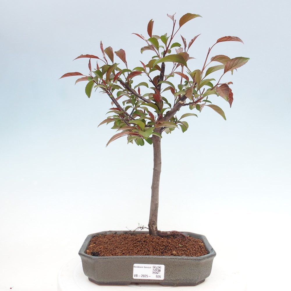 Venkovní bonsai -Malus domestica - Maloplodá jabloň červenolistá