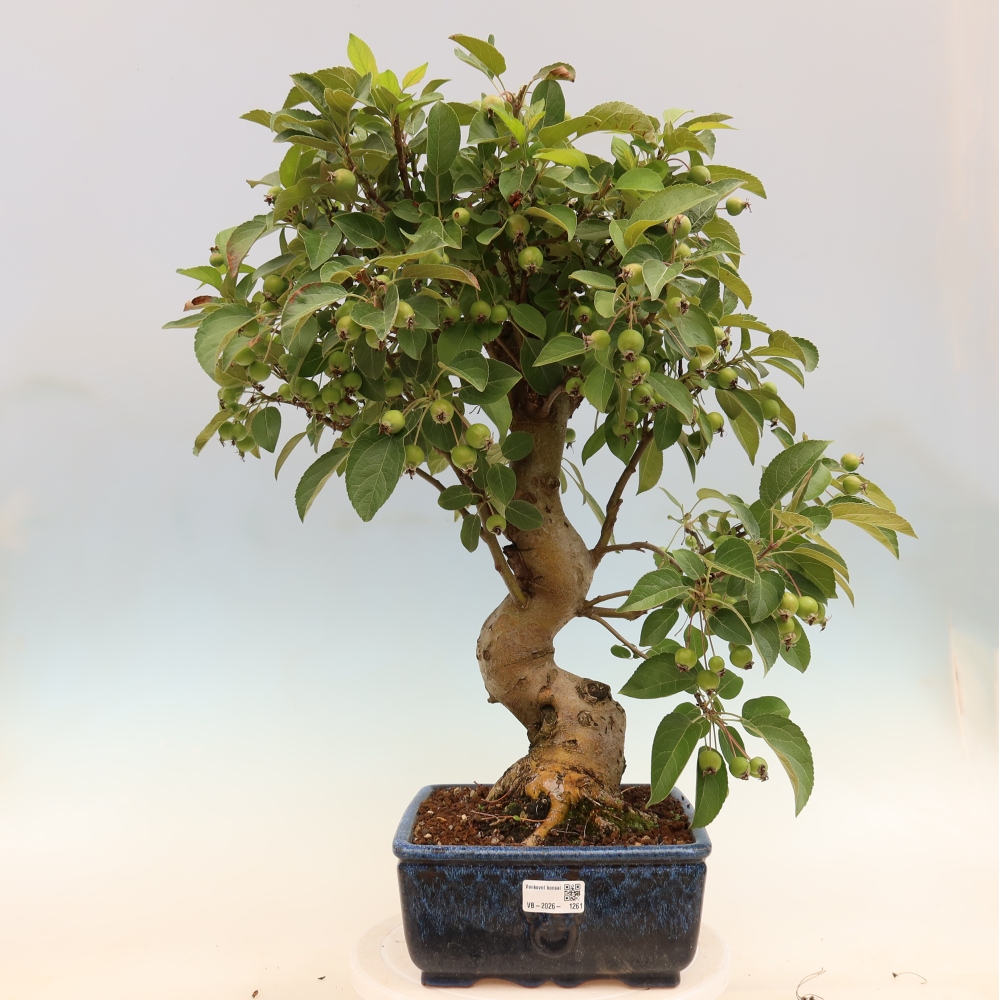Venkovní bonsai -Malus halliana - Maloplodá jabloň
