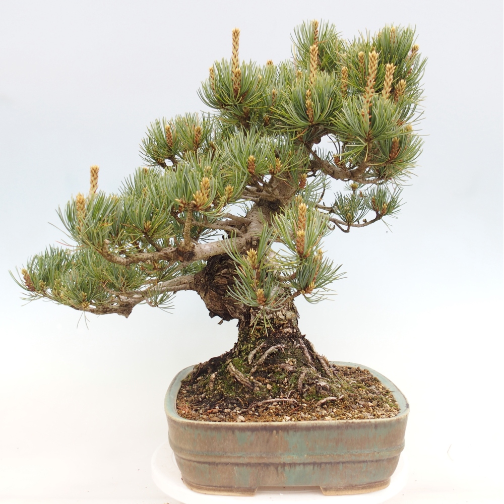 Venkovní bonsai - Pinus parviflora - Borovice drobnokvětá