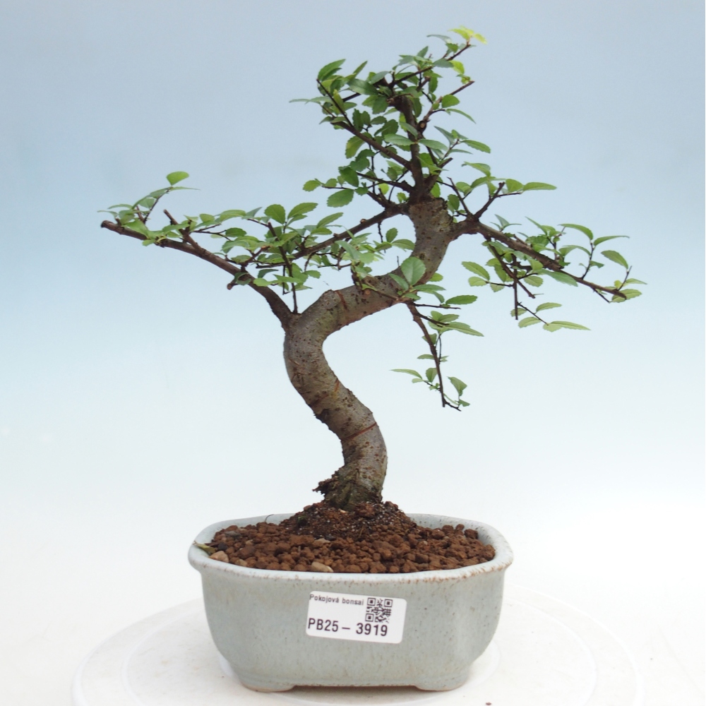 Pokojová bonsai - Ulmus parvifolia - Malolistý jilm