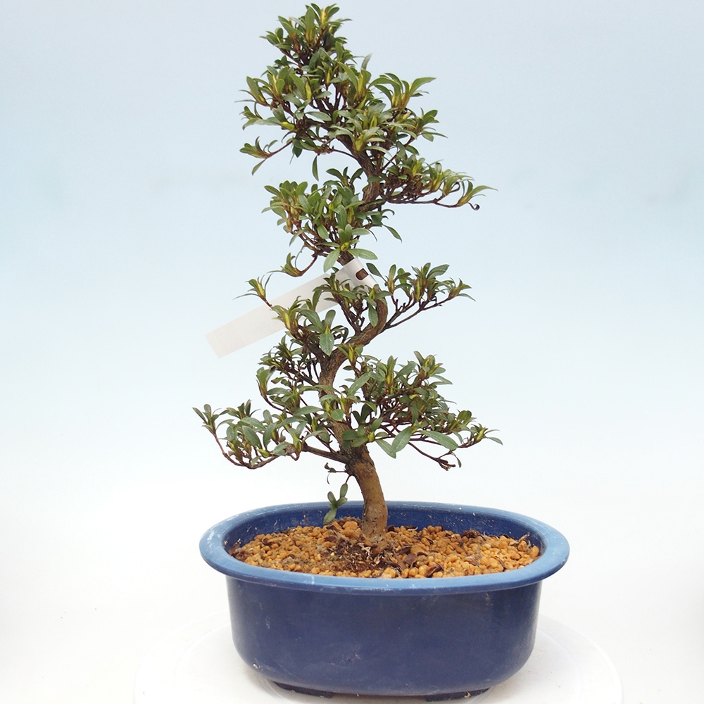 Venkovní bonsai - Japonská azalka - Azalea Jukokan