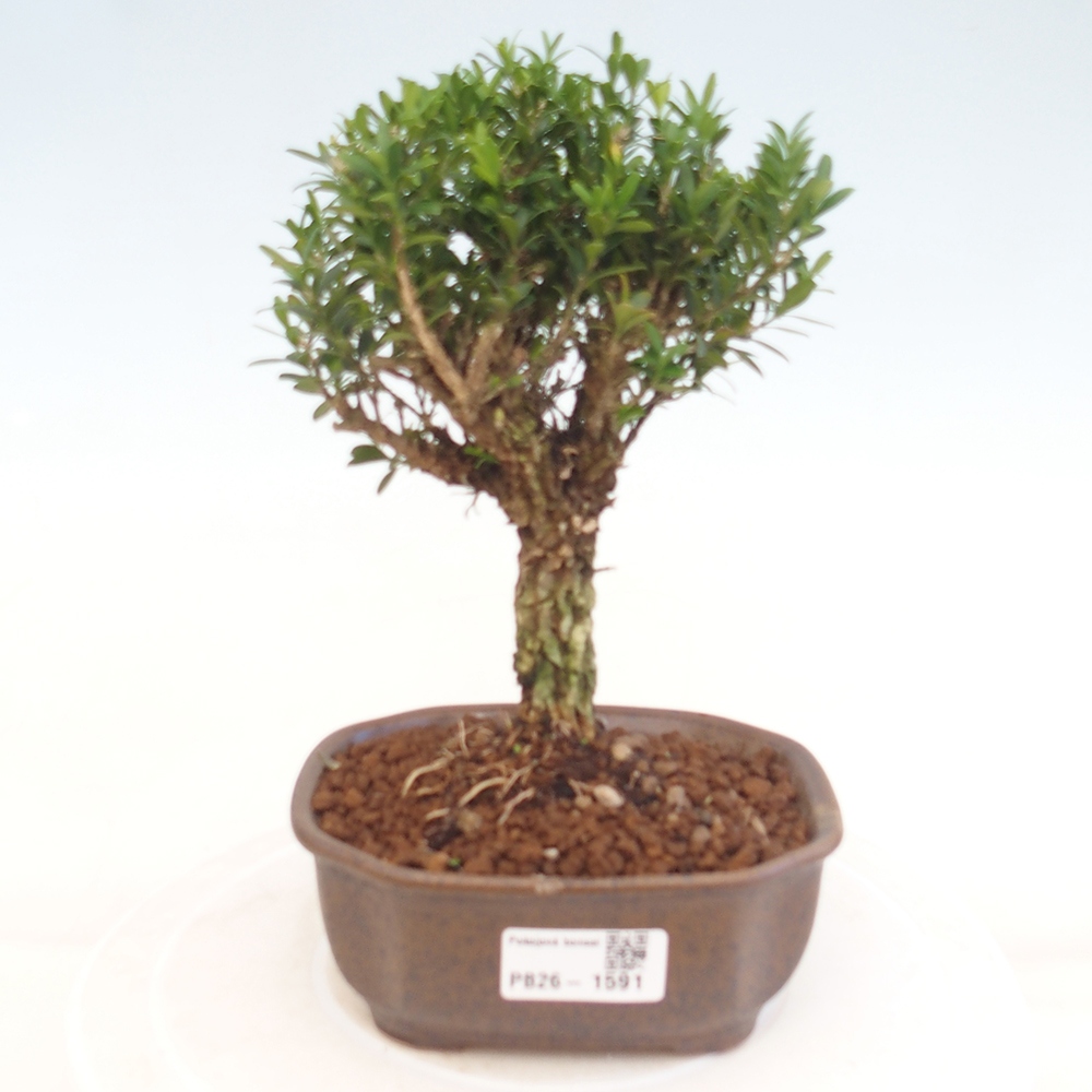 Pokojová bonsai - Buxus harlandii -korkový buxus