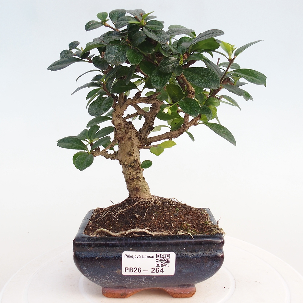 Pokojová bonsai - Carmona macrophylla - Čaj fuki