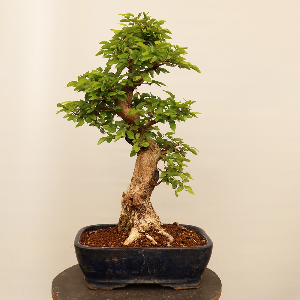 Venkovní bonsai -Carpinus Coreana - Habr korejský