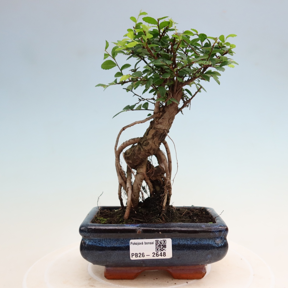Pokojová bonsai - Ulmus parvifolia - Malolistý jilm