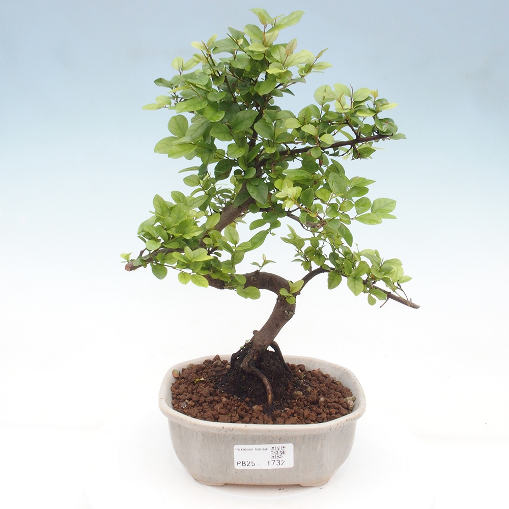 Pokojová bonsai - Sagerécie thea - Sagerécie thea