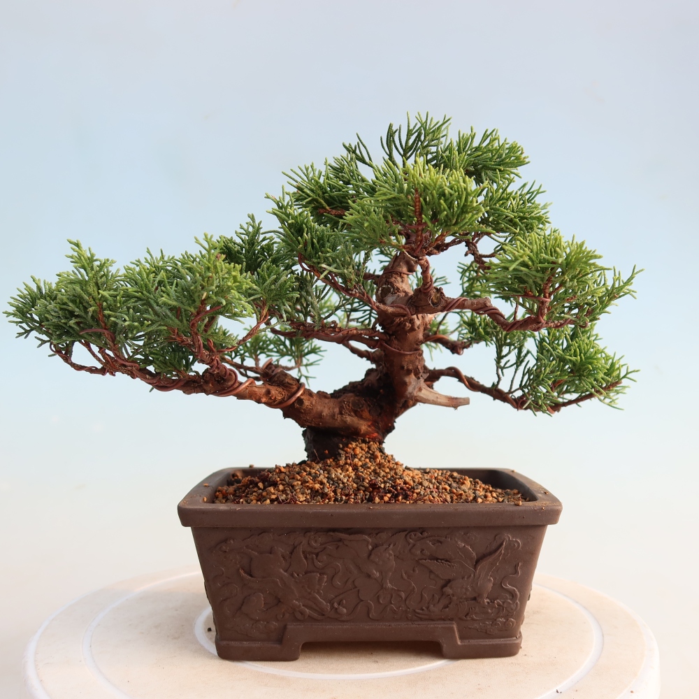 Venkovní bonsai - Juniperus chinensis Itoigawa -Jalovec čínský