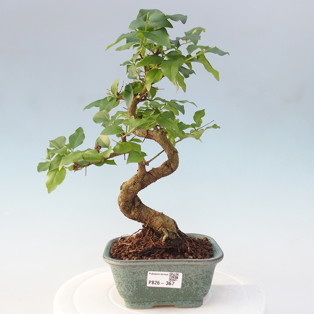 Pokojová bonsai -Ligustrum chinensis - Ptačí zob