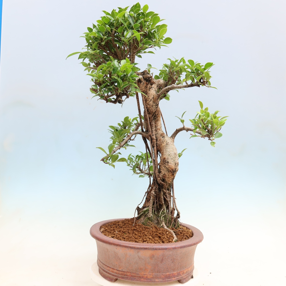 Pokojová bonsai - Ficus kimmen -  malolistý fíkus