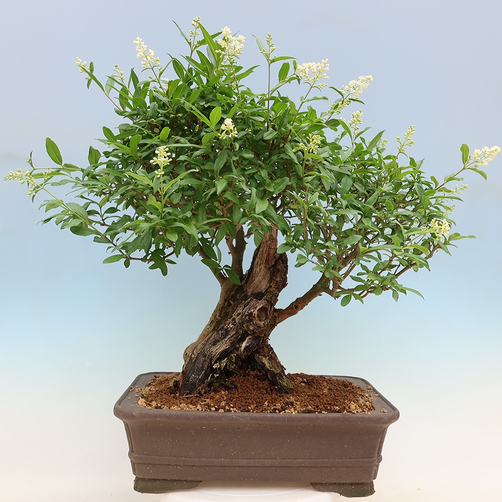 Venkovní bonsai - Ligustrum vulgare - Ptačí zob