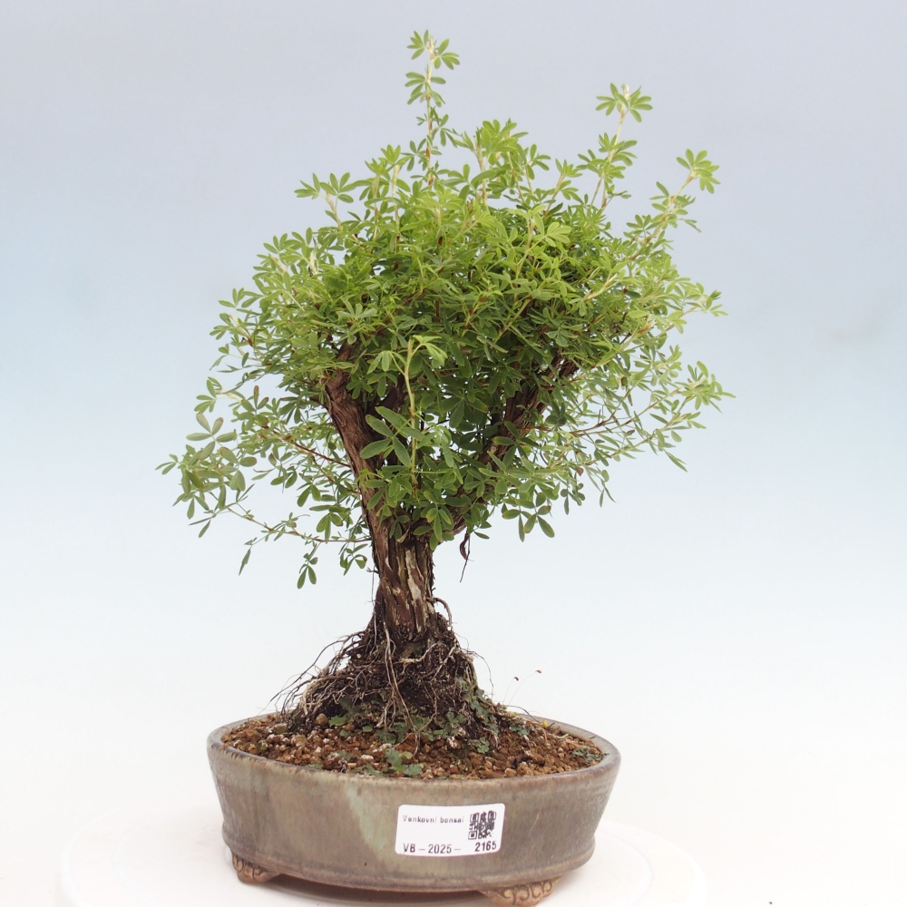 Venkovní bonsai-Mochna křovitá - potentila fruticosa yellow Bird