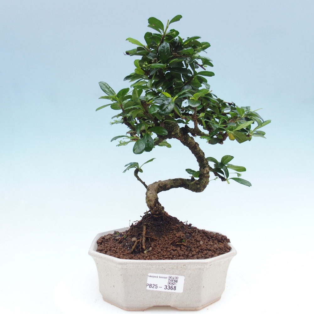 Pokojová bonsai - Carmona macrophylla - Čaj fuki