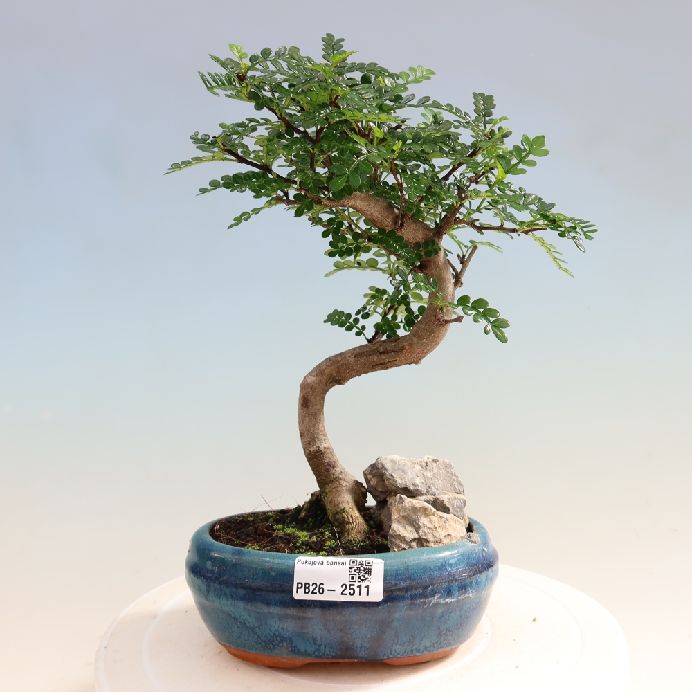 Pokojová bonsai - Zantoxylum piperitum - Pepřovník