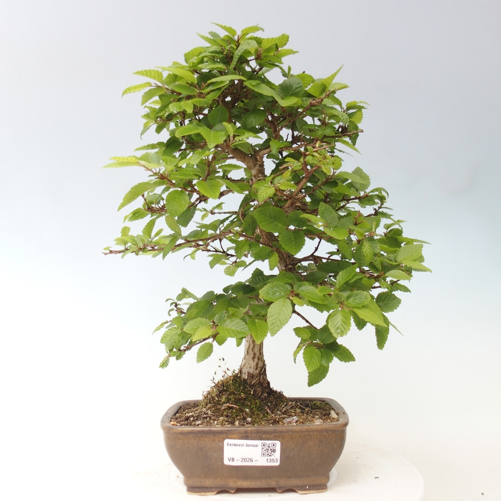 Venkovní bonsai -Carpinus CARPINOIDES - Habr korejský