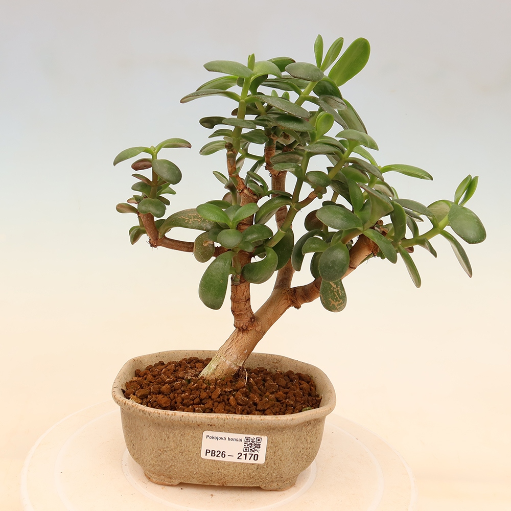 Pokojová bonsai - Portulakaria Afra - Tlustice