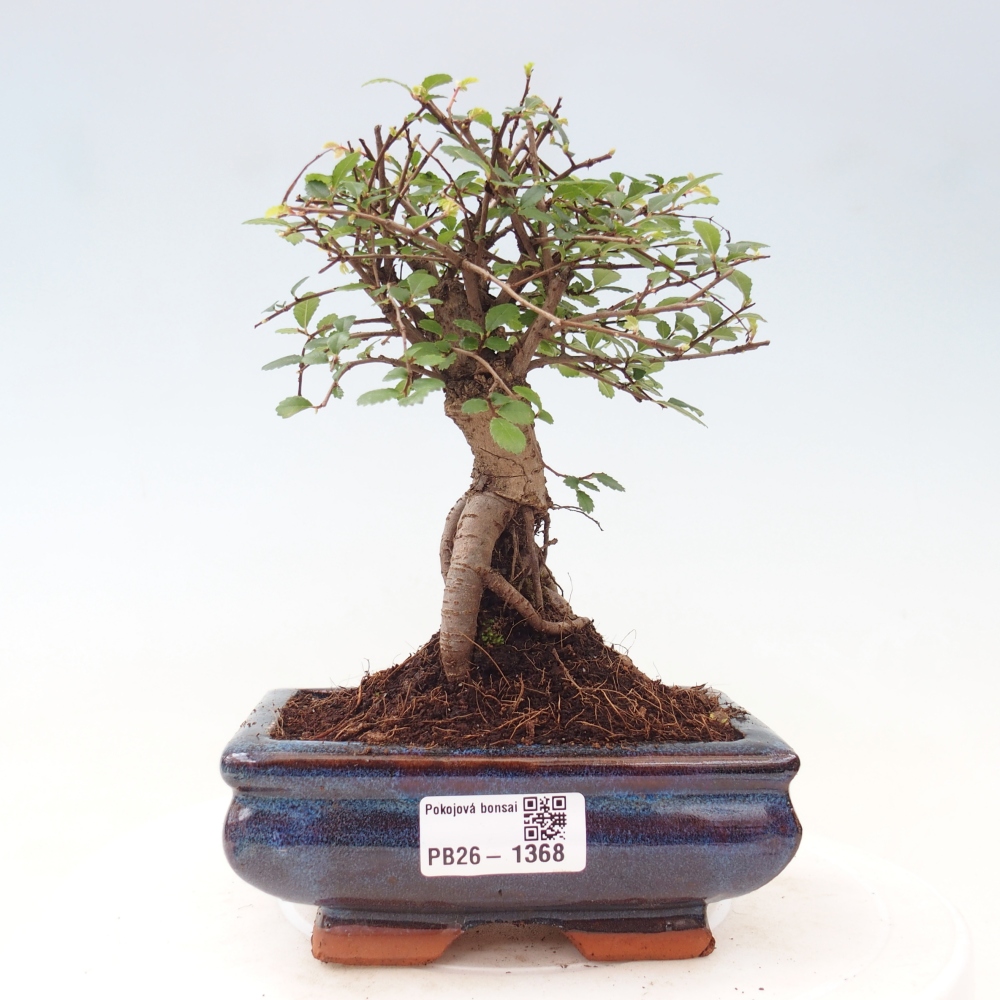Pokojová bonsai - Ulmus parvifolia - Malolistý jilm
