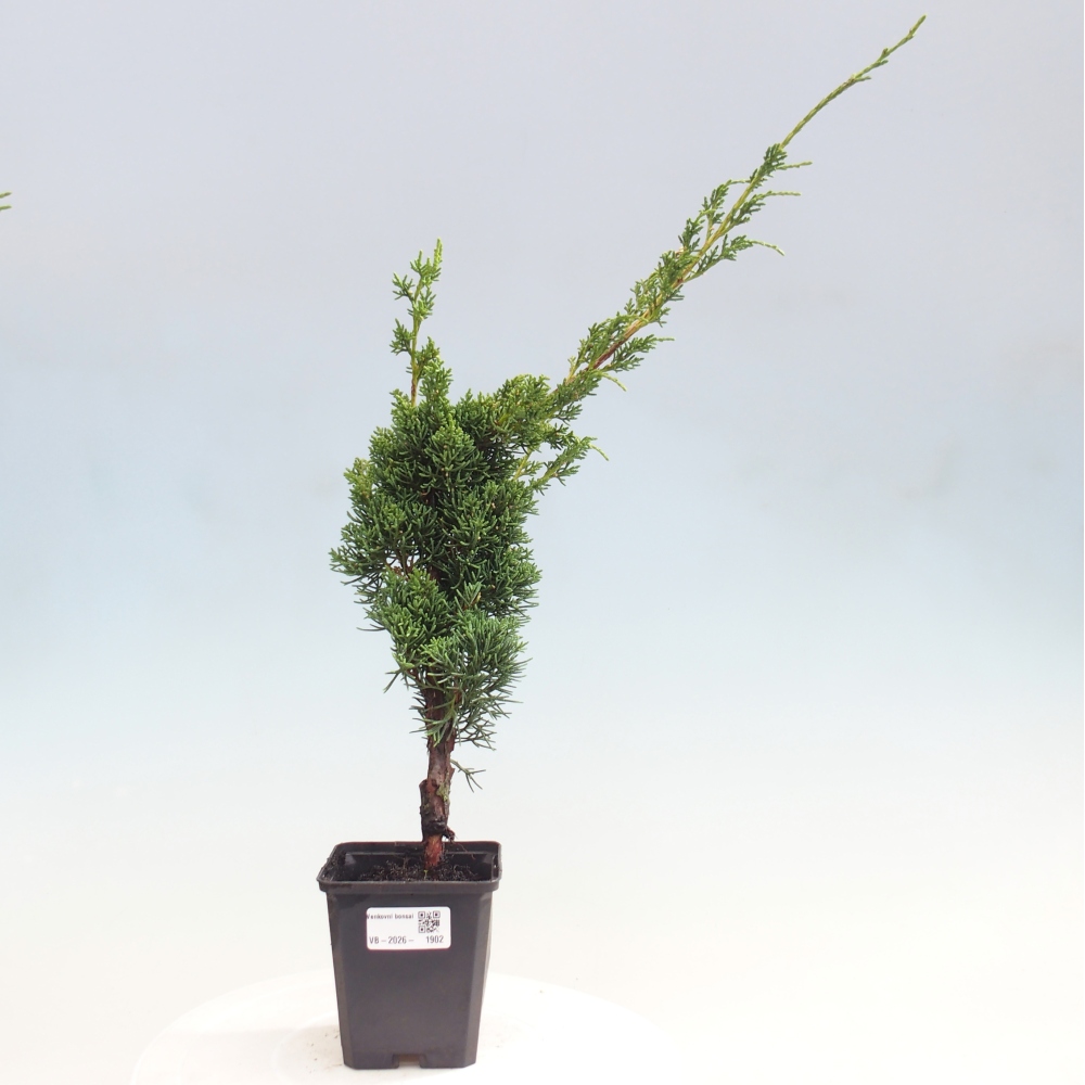 Venkovní bonsai - Juniperus chinensis Kishu -Jalovec čínský