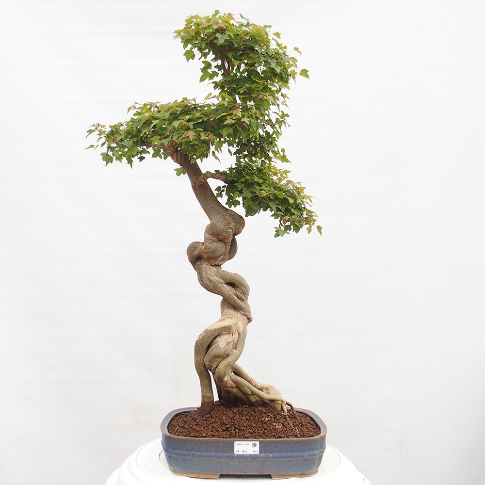 Venkovní bonsai - Acer Buergerianum - Javor Burgerův