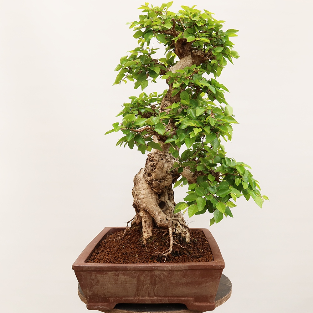 Venkovní bonsai -Carpinus Coreana - Habr korejský