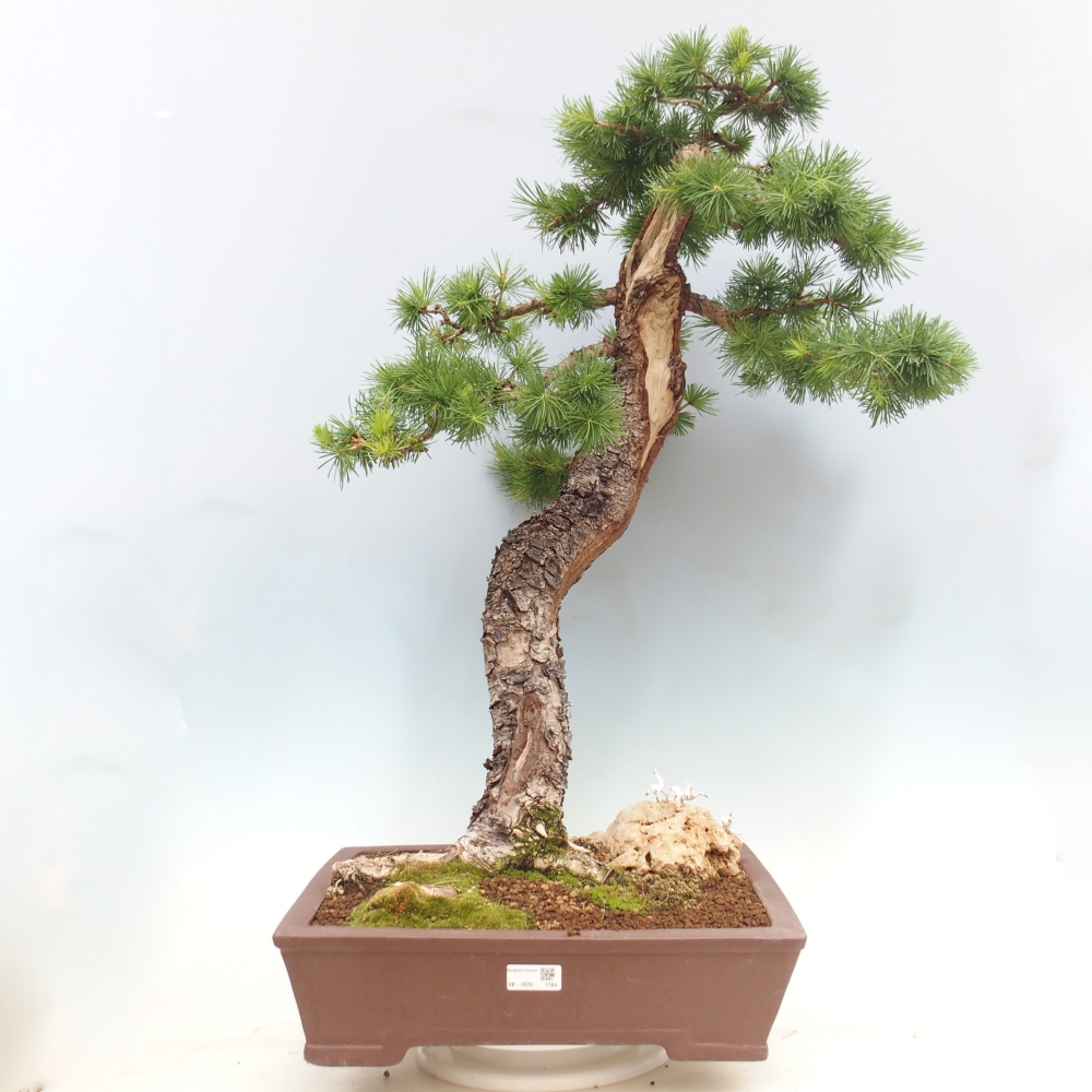 Venkovní bonsai -Larix decidua - Modřín opadavý 
